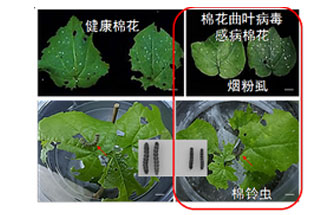 近日，微生物研究所發(fā)現(xiàn)雙生病毒調(diào)控植物免疫平衡實(shí)現(xiàn)全新生態(tài)功能