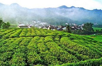 9月2日，財(cái)政部、稅務(wù)總局發(fā)布了關(guān)于繼續(xù)執(zhí)行邊銷茶增值稅政策的公告